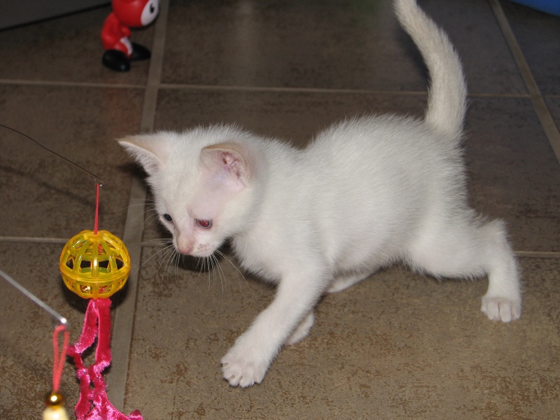 2009/09(September)/New_Kittens/800x600_20100206 416.JPG
